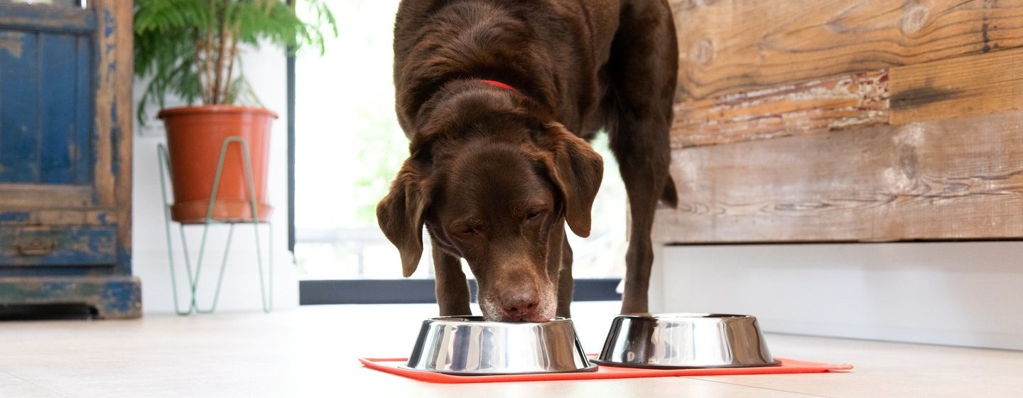 šokolaadi labrador sööb kausist