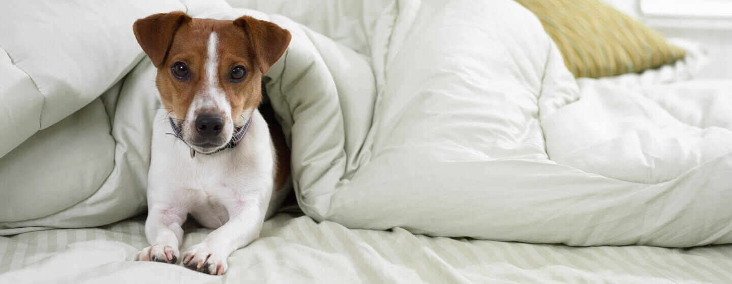 Jack Russell Terrier voodis voodilinade all