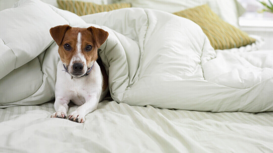 Jack Russell Terrier voodis voodilinade all