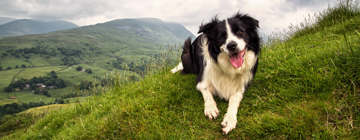 Bordercollie istub mäe otsas, keel väljas.