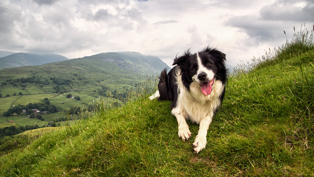 Bordercollie istub mäe otsas, keel väljas.