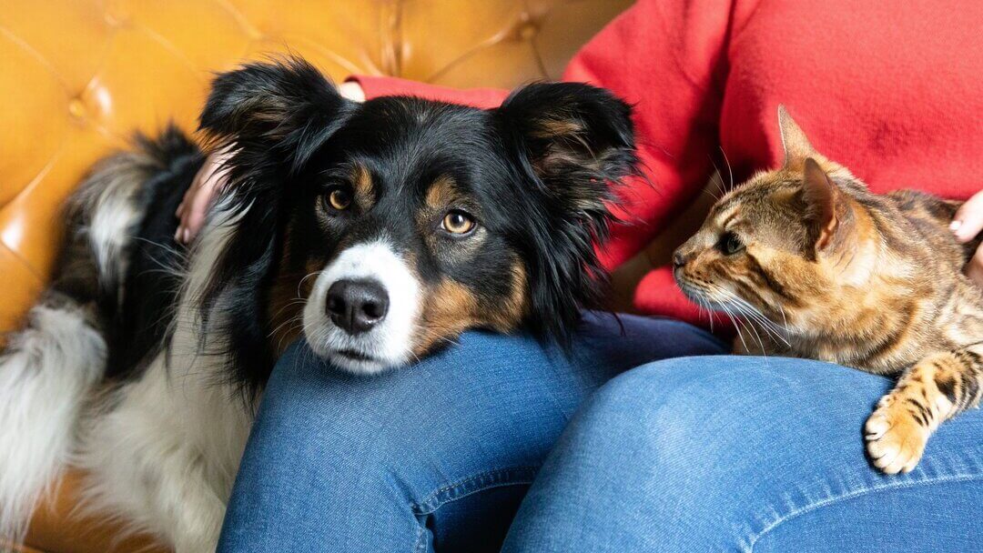 Kass ja koer omaniku süles