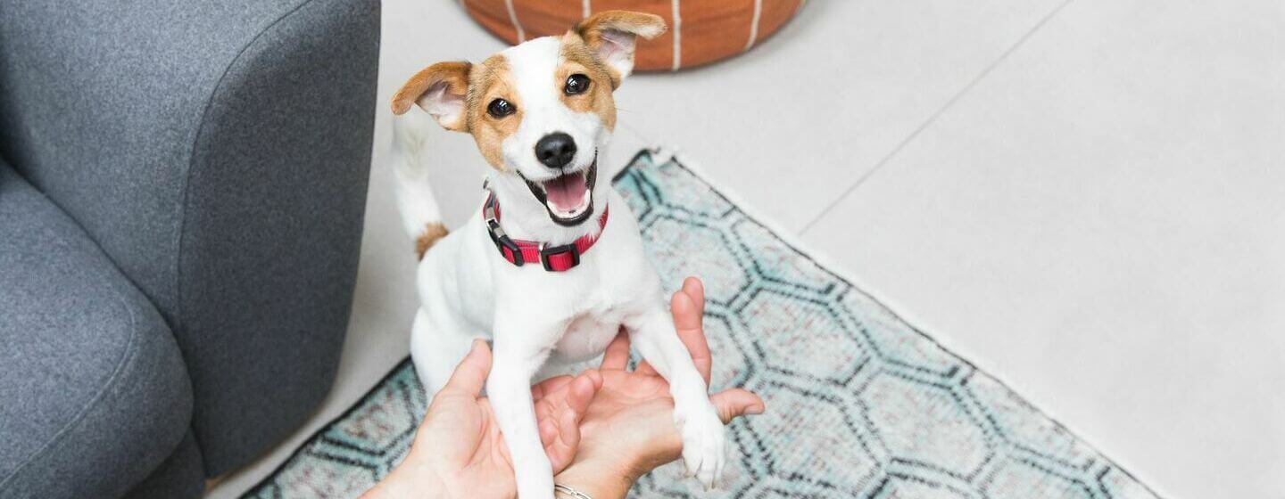 Innukas kutsikas Jack Russell terjer, kes mängib koos omanikuga.