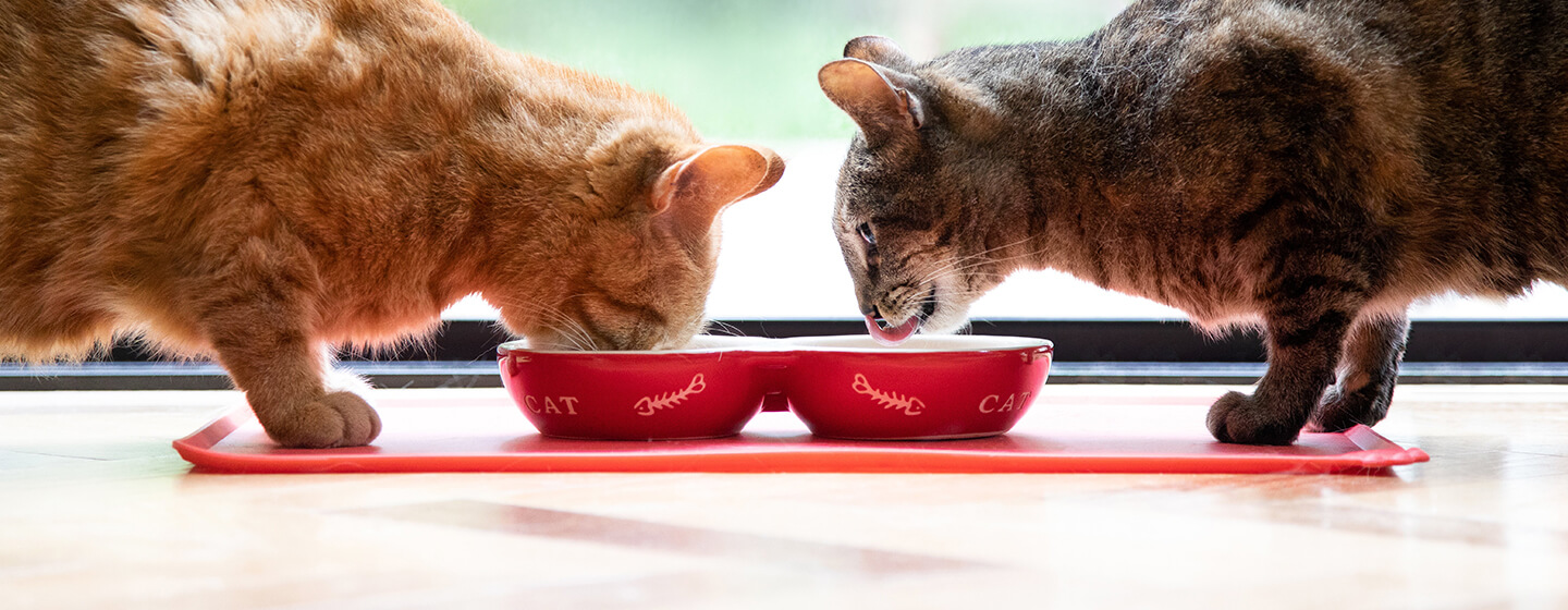 Kaks kassi söövad punasest kausist