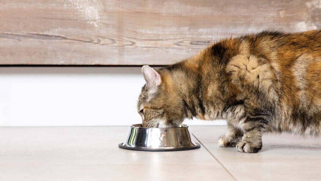 Tume laiguline kass, kes joob vett põrandal olevast terasest kausist.