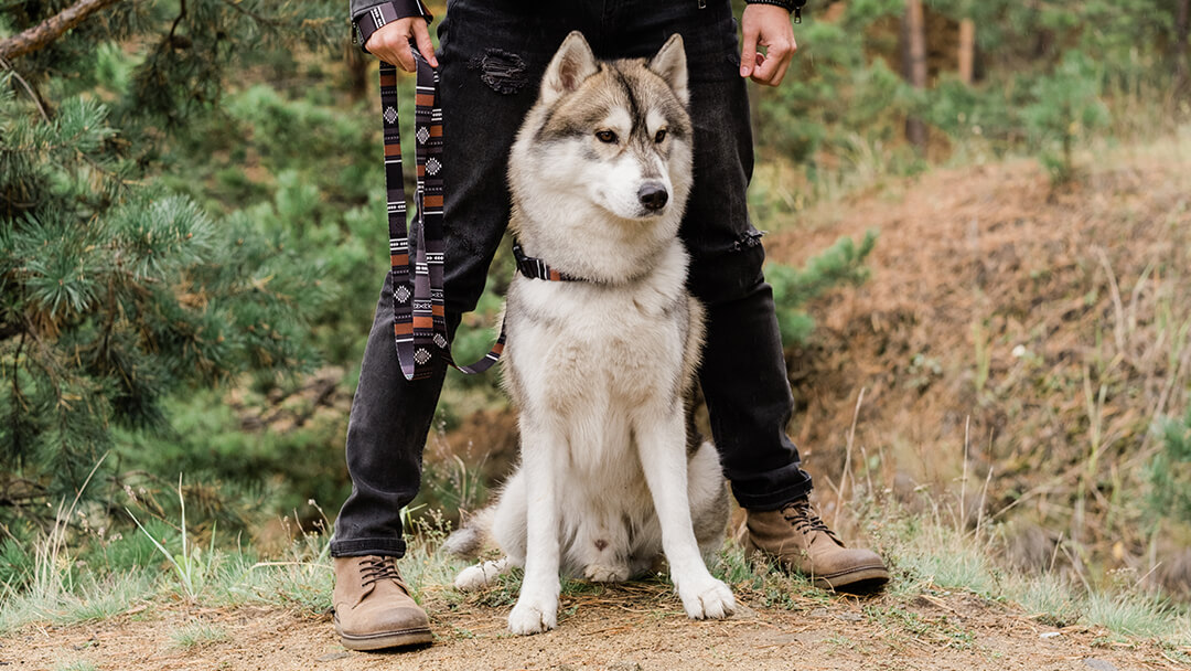 Koer seisab koos omanikuga metsas