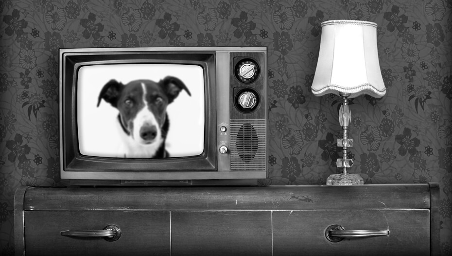 Mustvalge vana televiisor koeraga