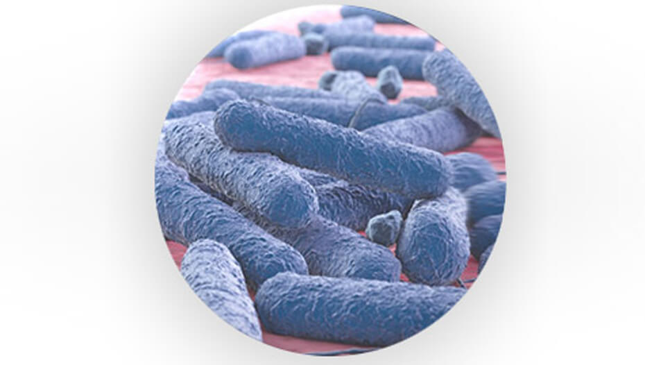 Prebiootilised bakterid