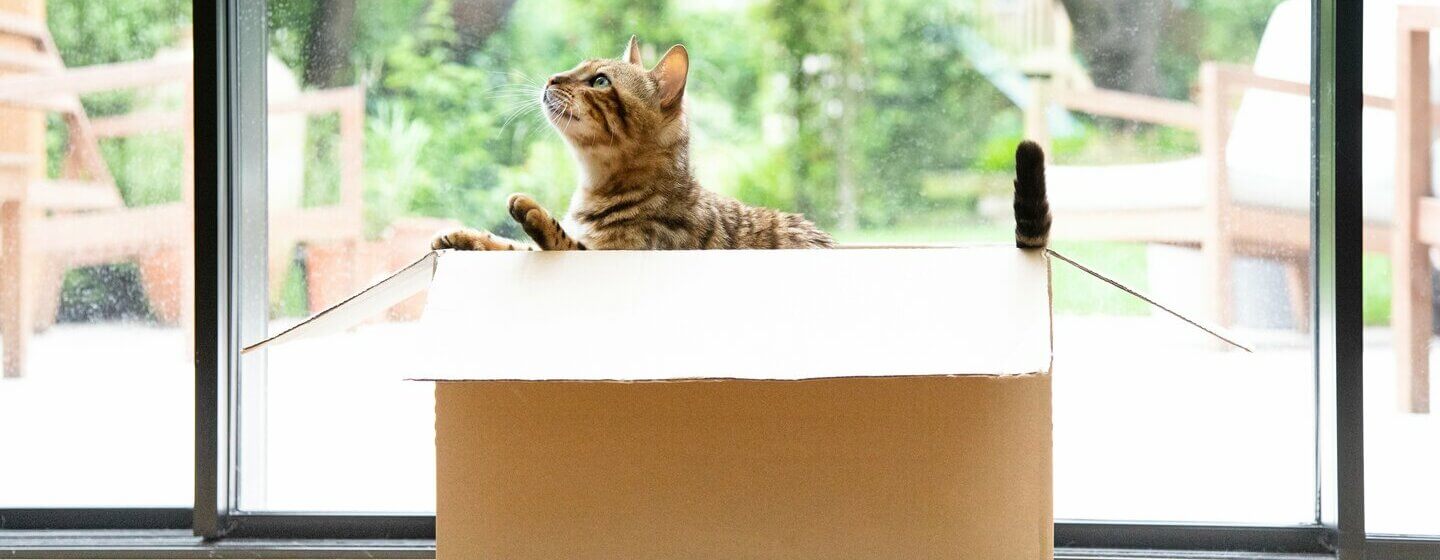 Bengali kass istub liikuvas kastis