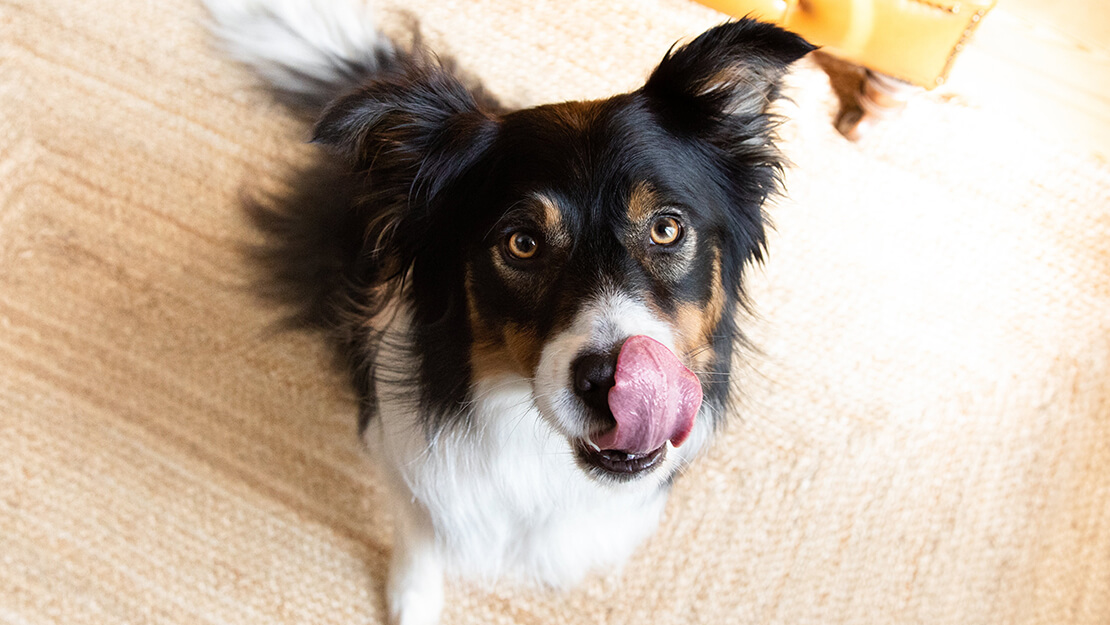 Tundliku seedimisega koera sööda loendileht