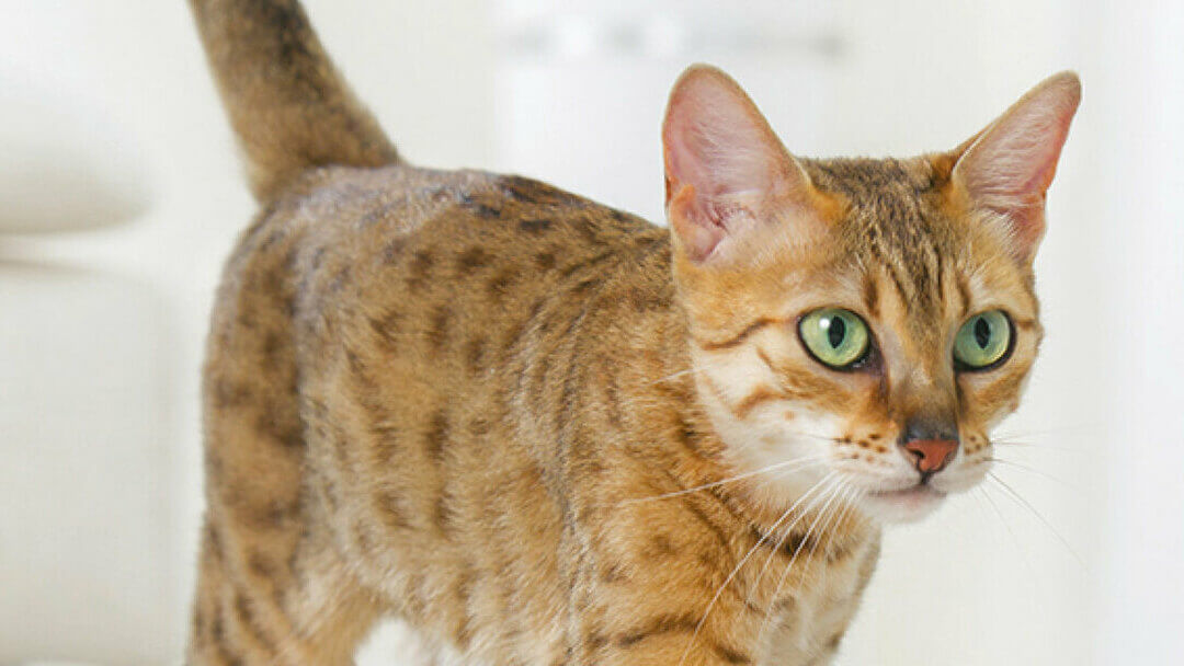 bengali kass roheliste silmadega