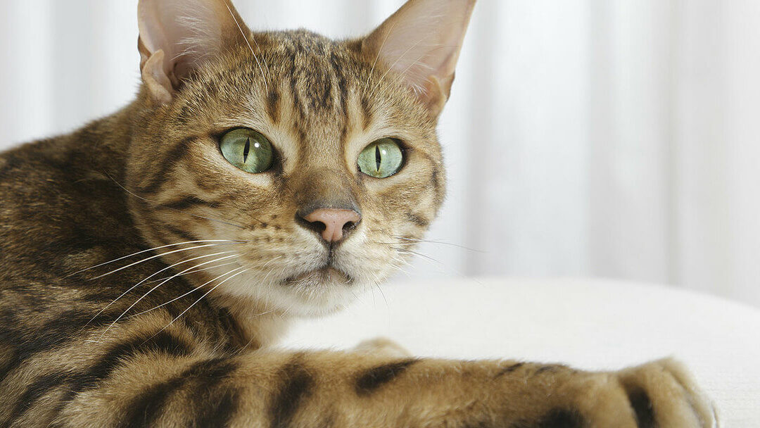 lähivõtte bengali kassist, millel on rohelised silmad