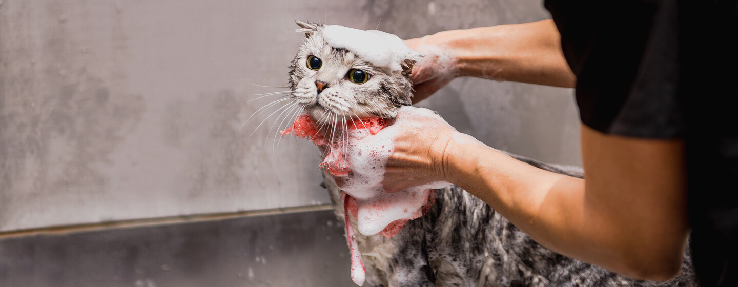 omanik vannitab halli kassi