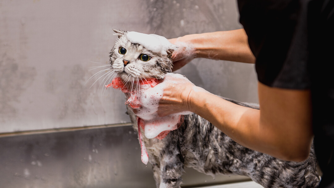 omanik vannitab halli kassi