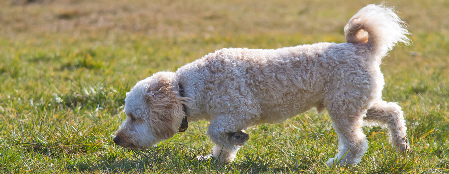Kuldse karvaga koer nuusutab rohtu