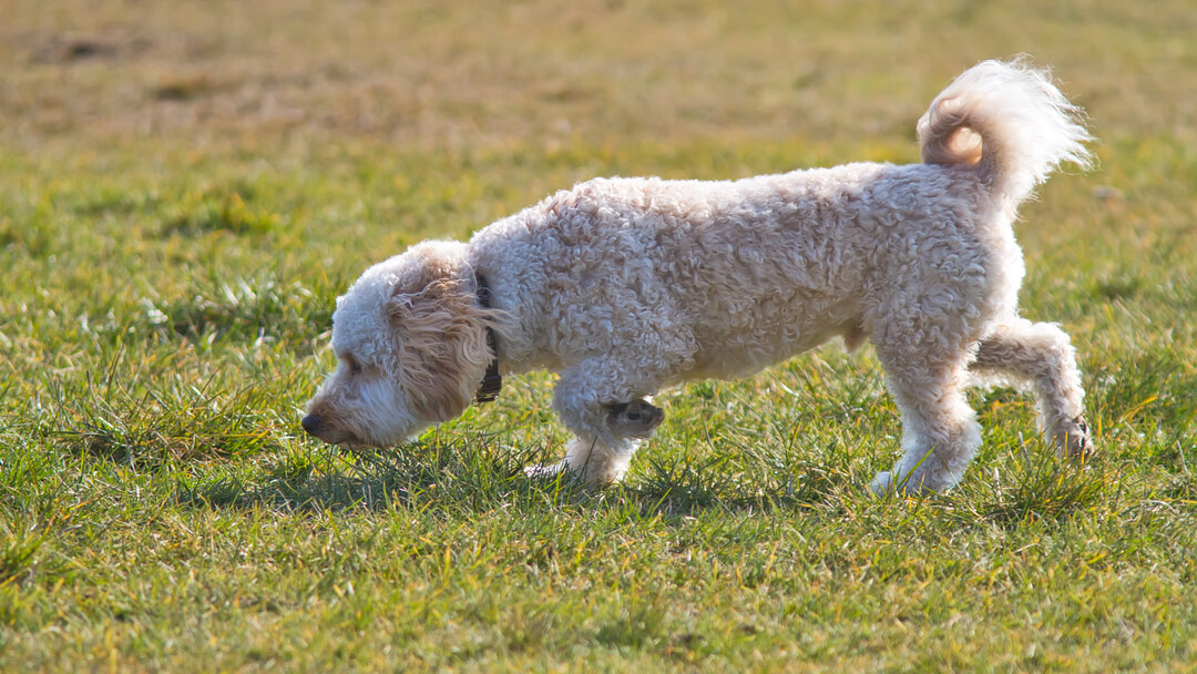 Kuldse karvaga koer nuusutab rohtu