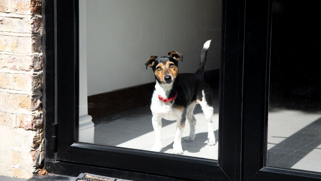 Punase kraega Jack Russell terjer vaatab aknast välja.