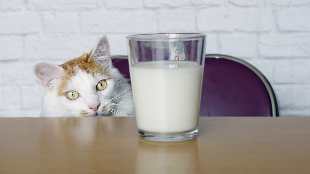 kass vaatab piima