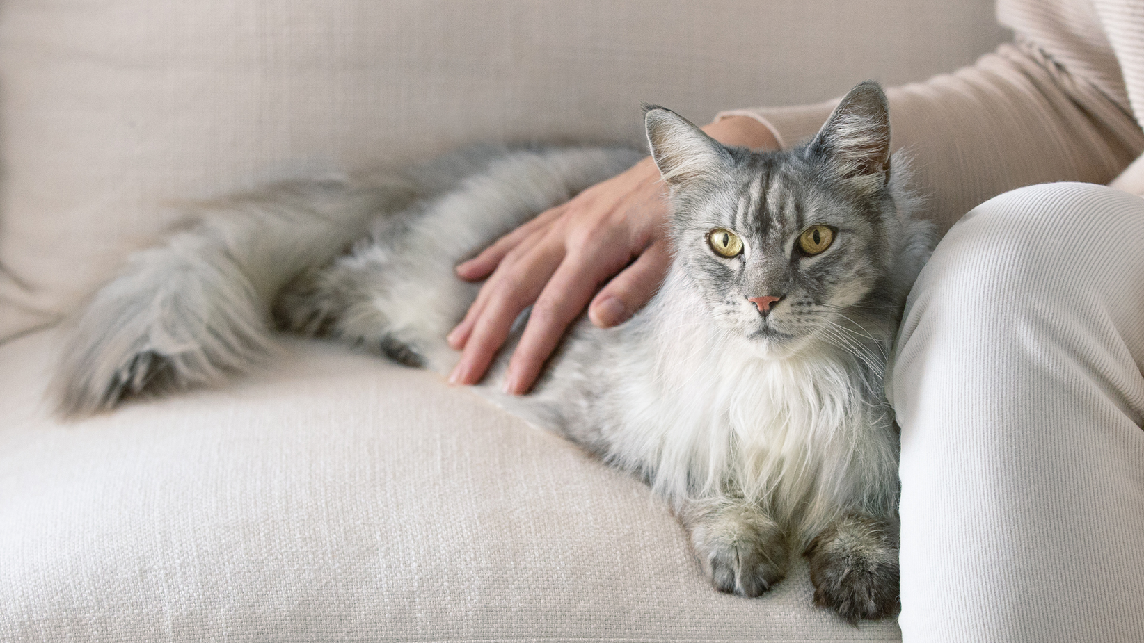 Pikakarvaline hall kass lamab diivanil, omaniku käsi tema seljal