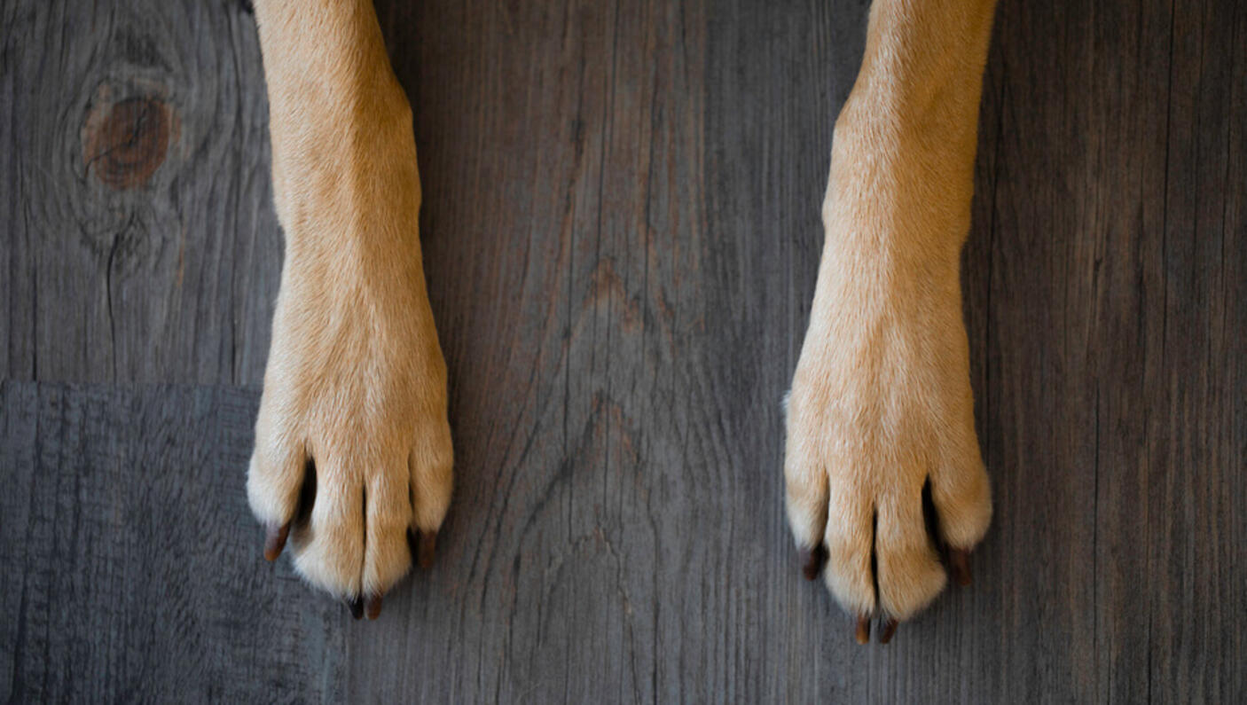 close up of dog paws on wood