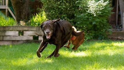 Šokolaadist labrador jookseb aias ringi