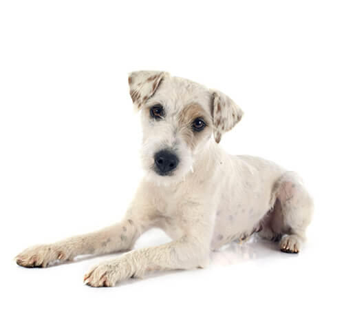 Parson Jack Russelli terjer (lühi-/siledakarvaline)