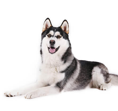 Alaska malamuut