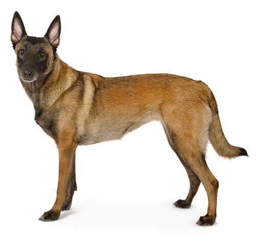 Belgia lambakoer malinois