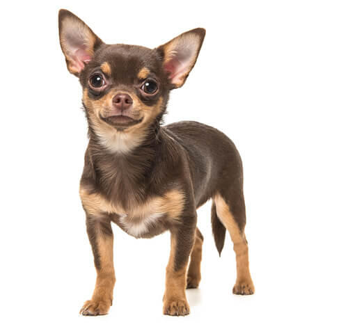 Chihuahua (lühikarvaline)
