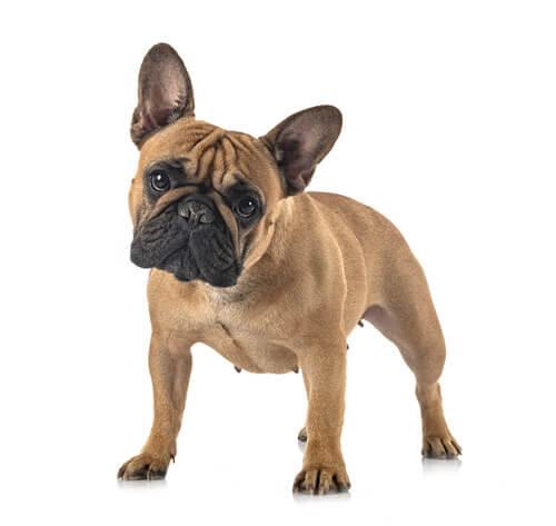 Prantsuse buldog