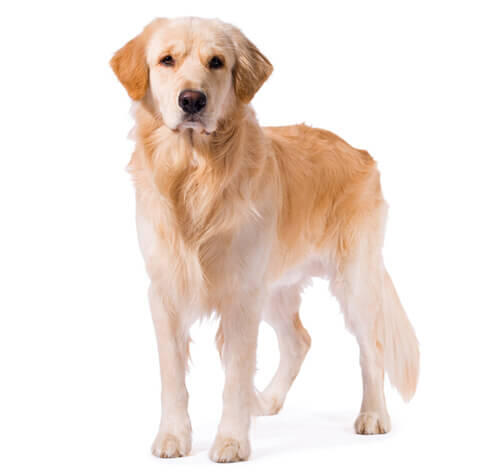 Kuldne retriiver