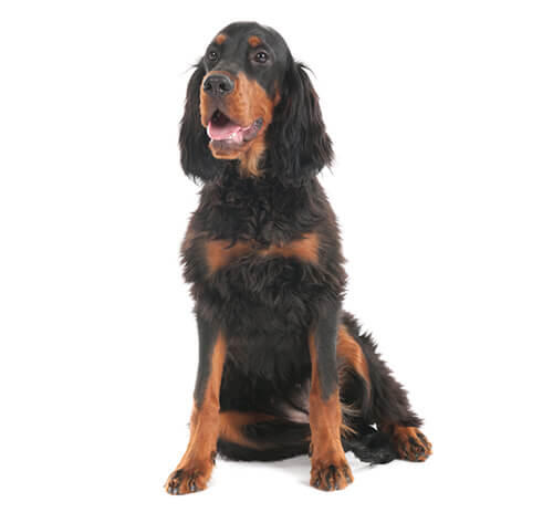 Gordoni setter