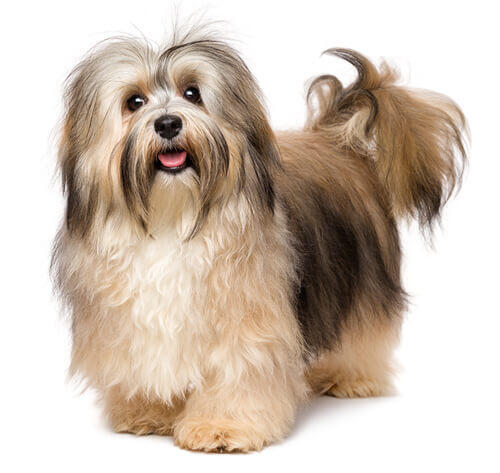 Havanna bichon