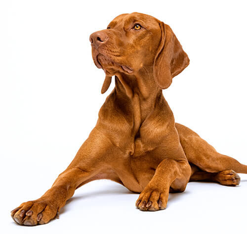 Ungari vizsla