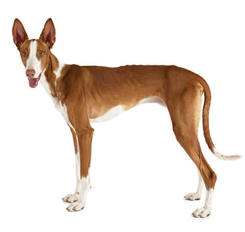Ibiza podenco (lühi-/siledakarvaline)