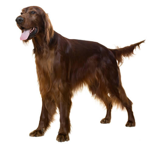 Iiri setter