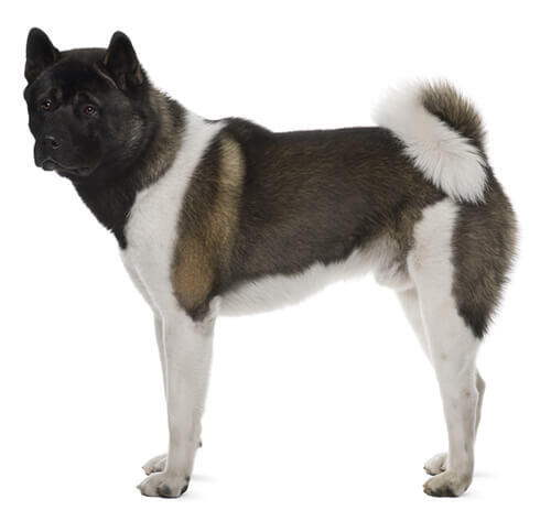 Jaapani akita