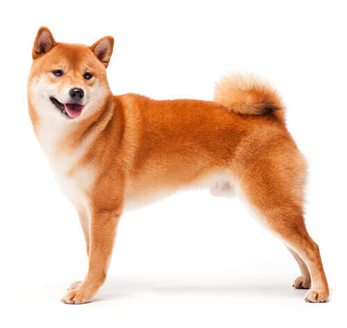 Jaapani shiba inu