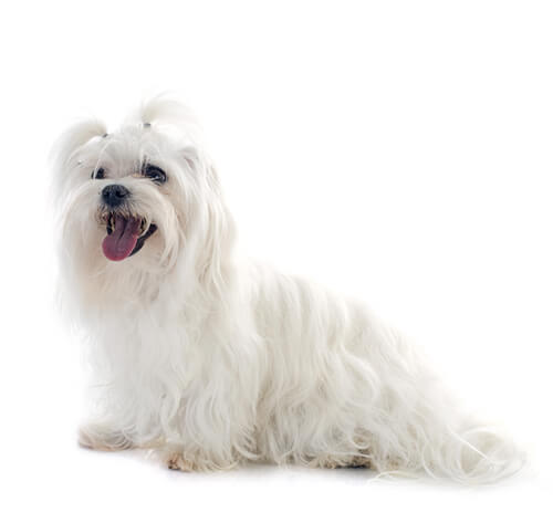 Malta bichon