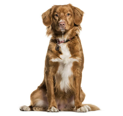 Nova Scotia retriiver