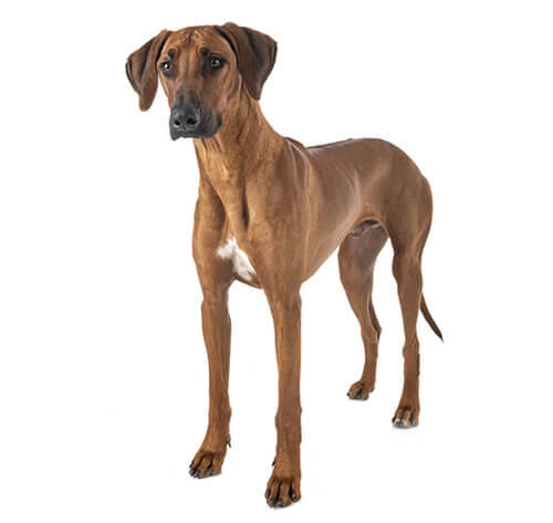 Rodeesia ridgeback
