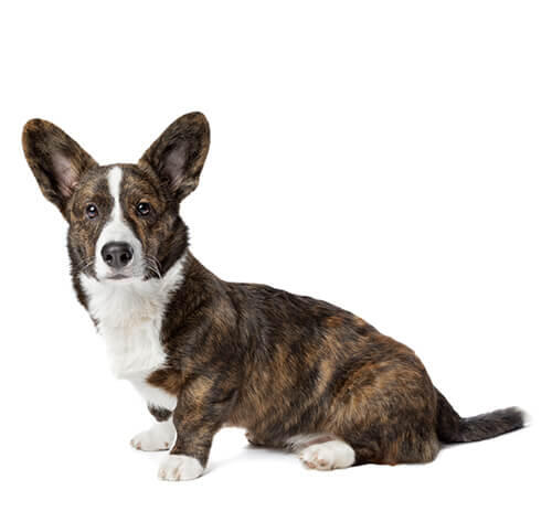 Walesi corgi (Cardigan) (keskmise-/pikakarvaline)