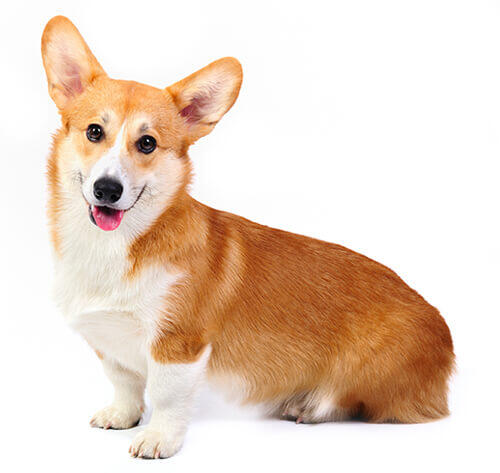 Walesi corgi (Pembroke)