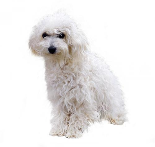 Bologna bichon