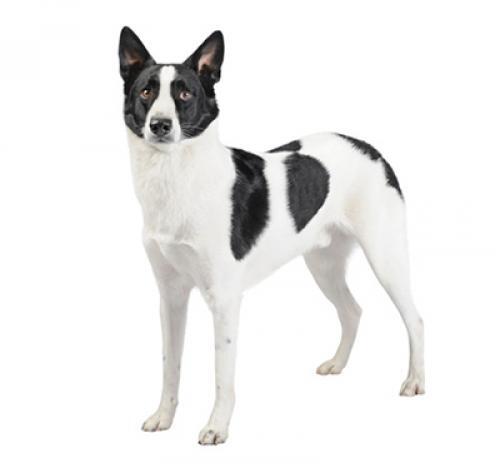 Canaan Dog Canaan Dog