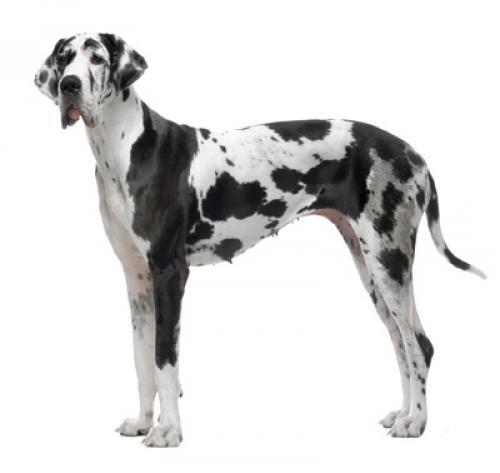 Saksa dogi