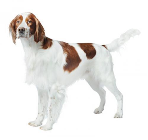 Iiri punavalge setter