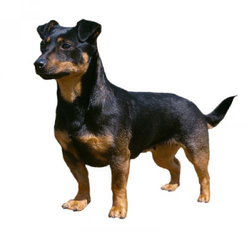 Lancashire'i heeler