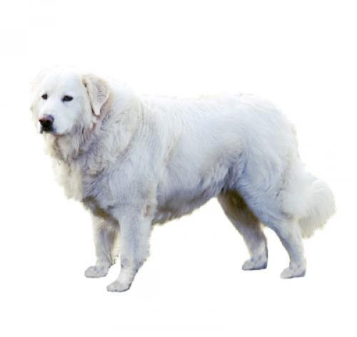 Maremma-Abruzzi lambakoer