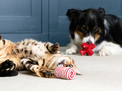 Kass ja koer mängivad mänguasjadega